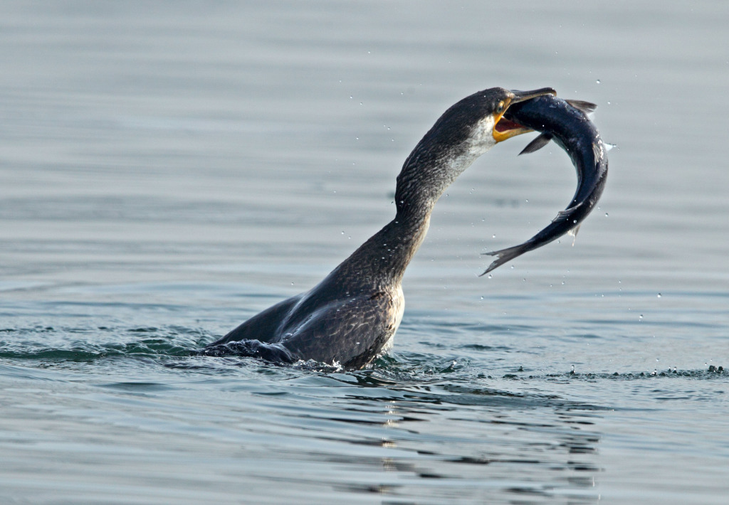 cormorant AP9F9988