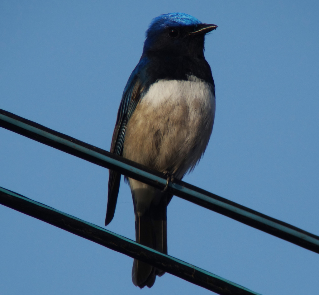 nominateblueandwhite_May10_RS2_