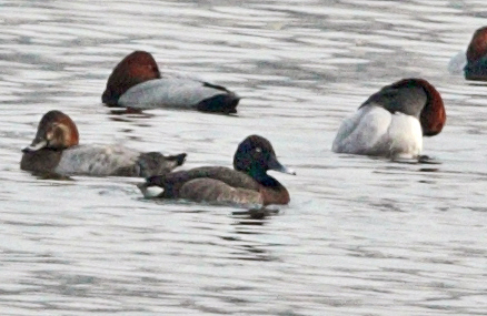 Duck1