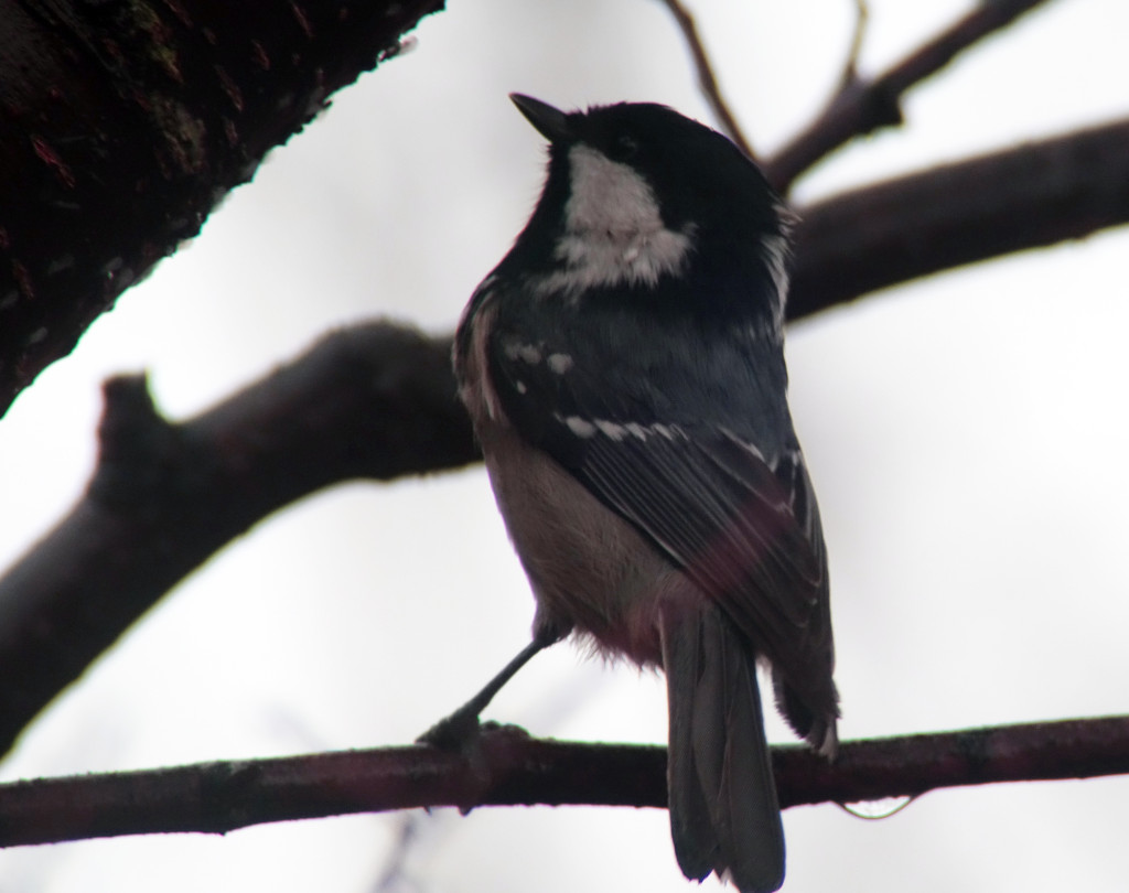 nov13_coal tit_rs0