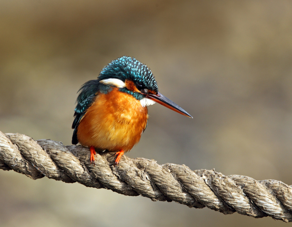 rdc kingfisher AP9F0044