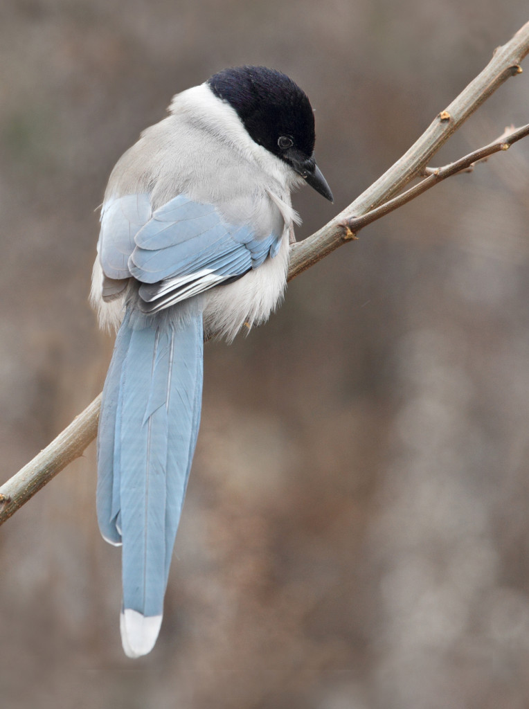 3rd azure-winged magpie AP9F9581