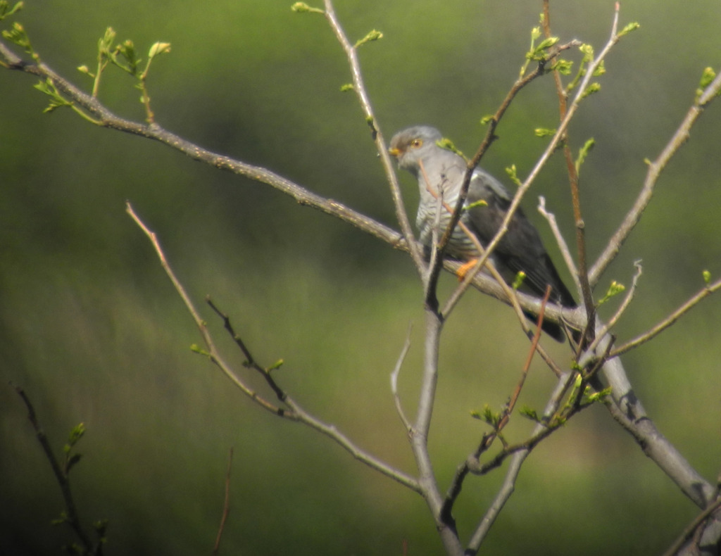 4-femaleunknowncuckoo_May26_2014_RS1DSCN2186