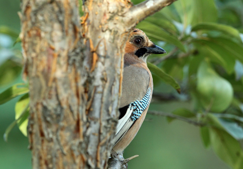 rdc tree n jay AP9F9983