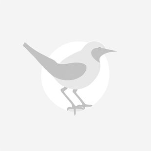 2015 news articles about Saemangeum
