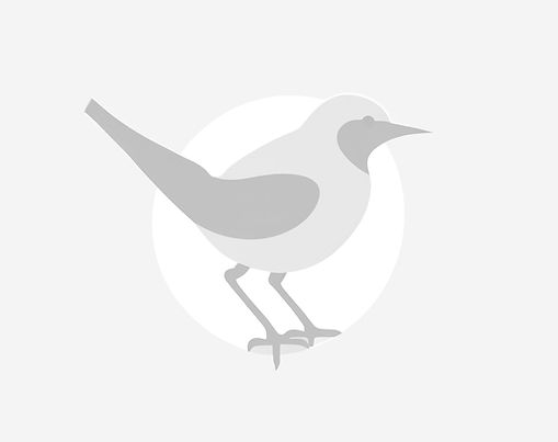 Bird Strikes & Sustainable Airport Development