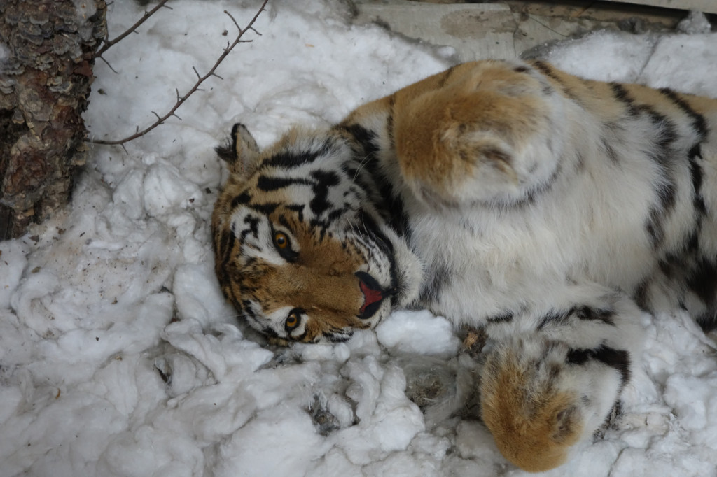 Rs-tigerspecimen_russia sep 2015 167