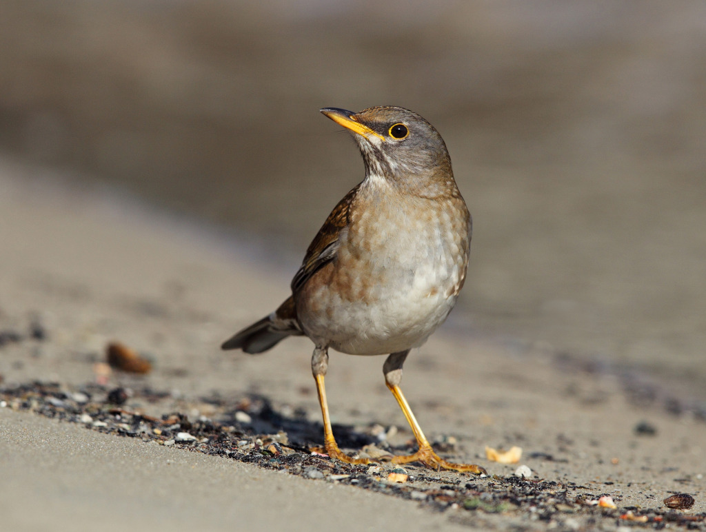 redc pale thrush AP9F9642