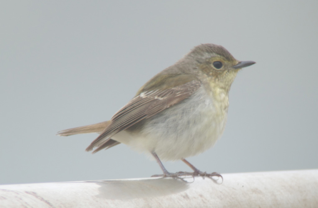 owstonitype-narc_may3-Eoch_NM_RS3