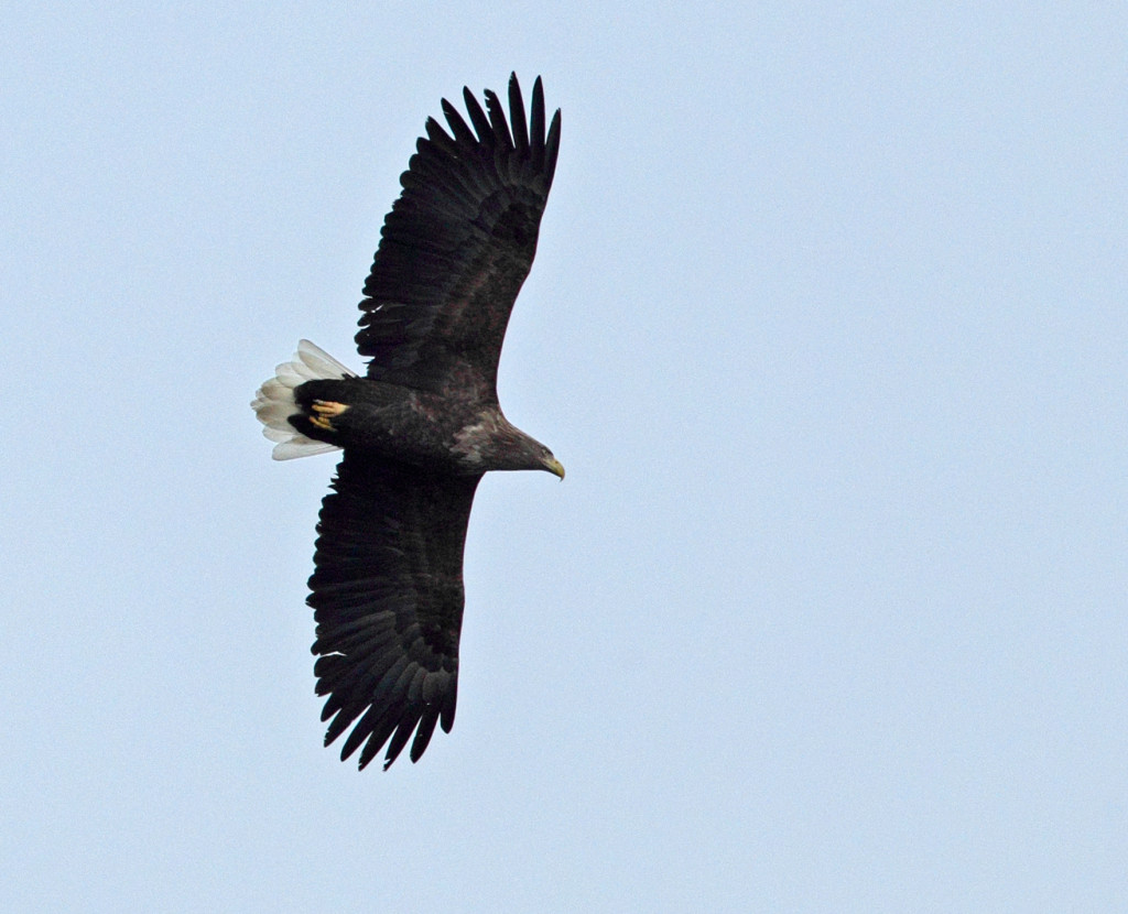 white tail sea eagle AP9F9860