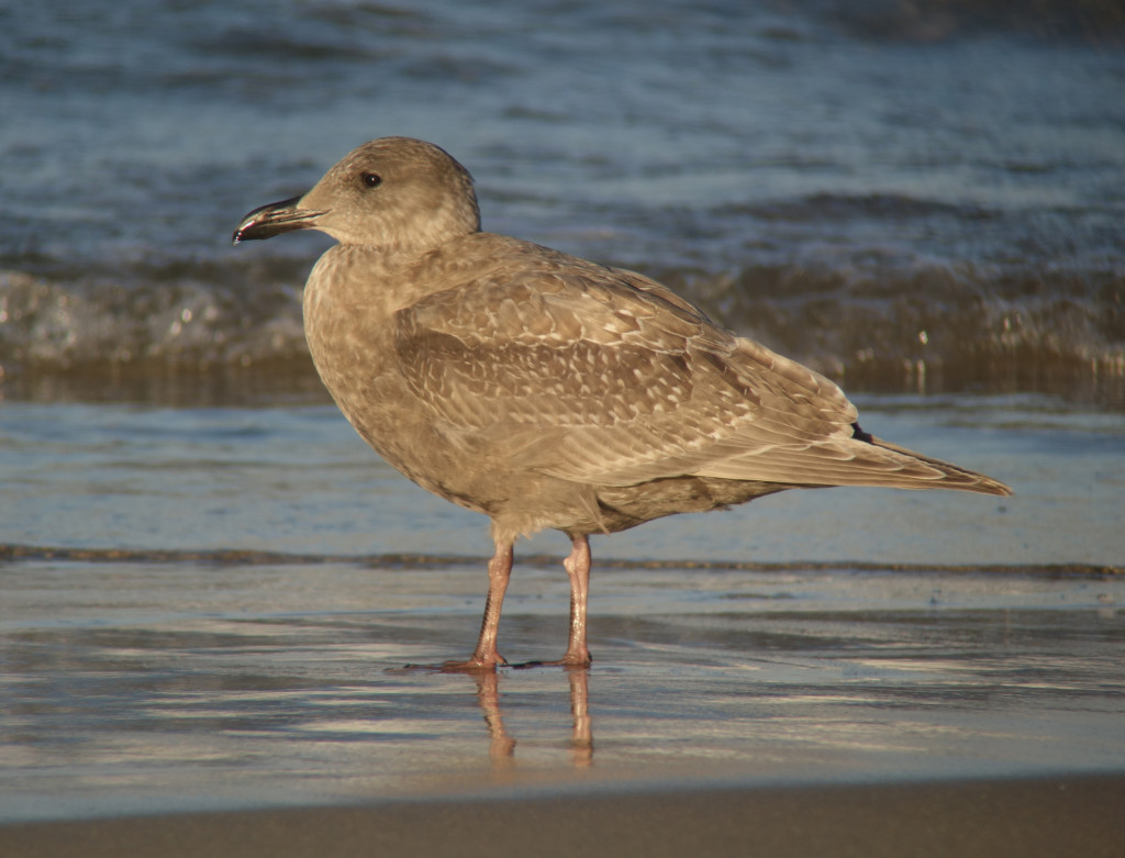 Rs-JuvGlaucouswingedgull_NM-175