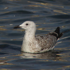 Guryongpo / Pohang, October 25