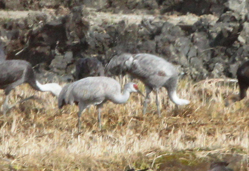 Sandhill Crane Grus canadensis © Matt Poll