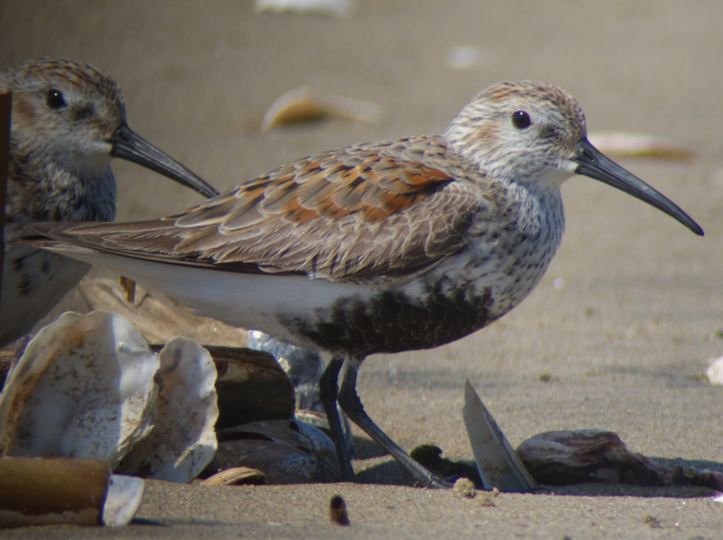 Dunlin12_RS