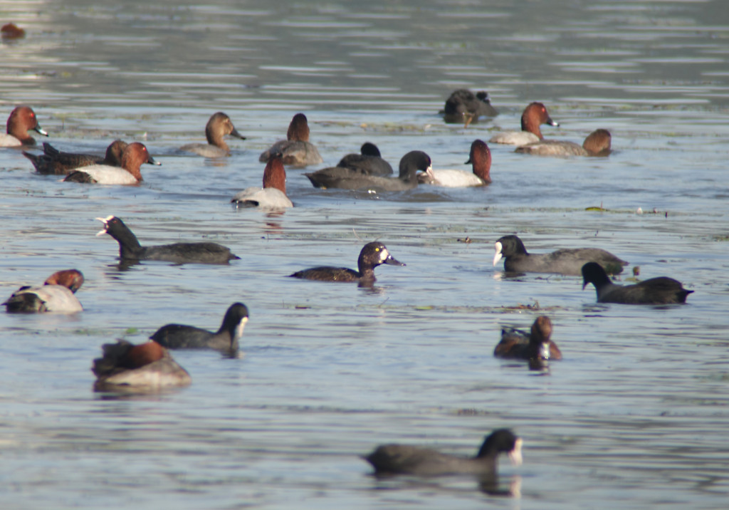 RS-GreaterScaup
