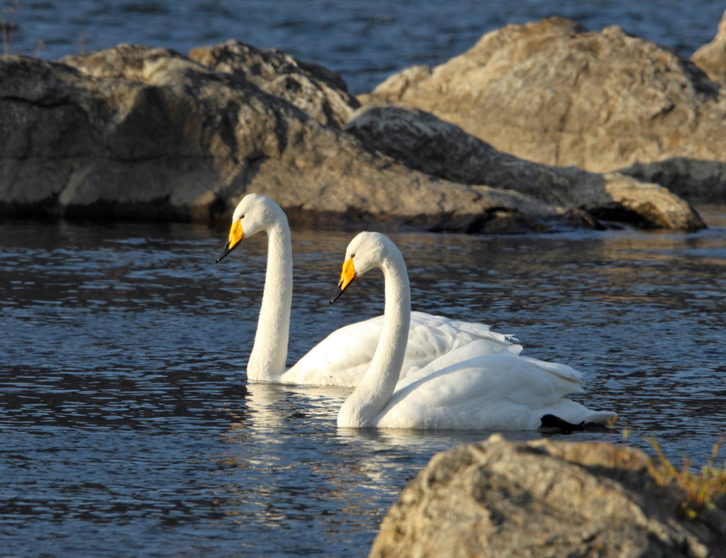 smaller swans AP9F9727