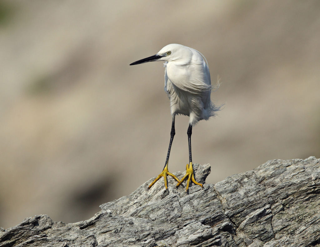 rdc little egret AP9F9846