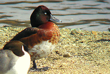 hybridfduck