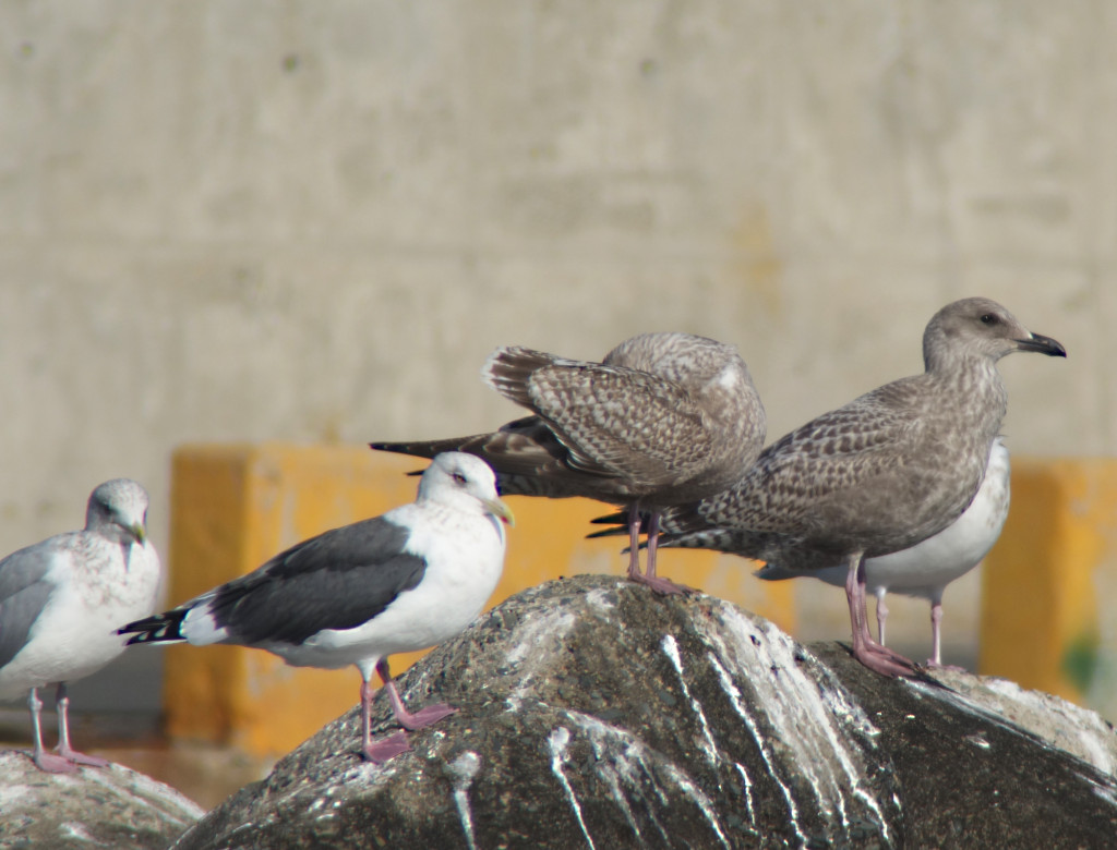 res_adVeg_adSBG-2juvveg_preen_oct25_Nm3