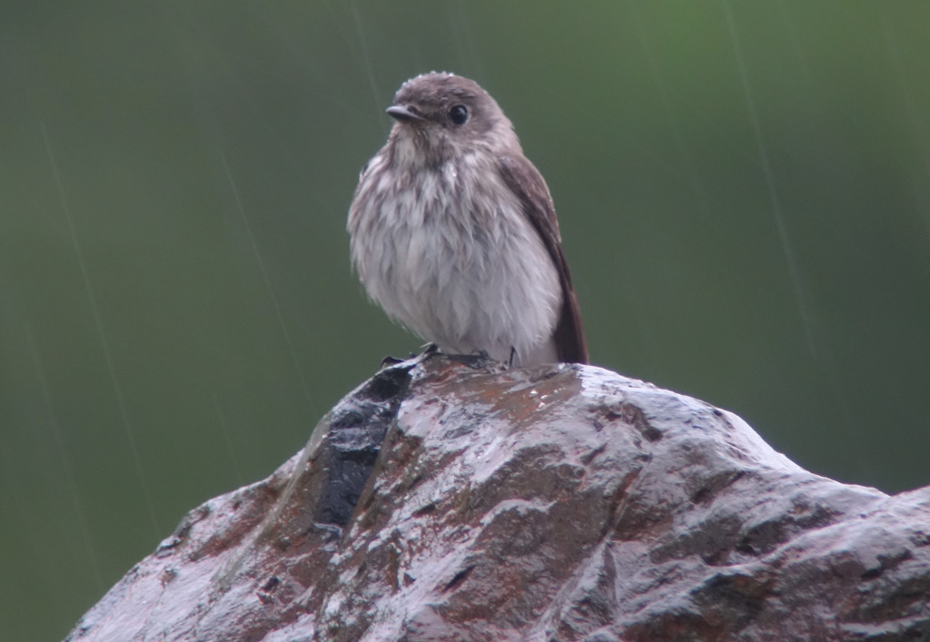 Greystreakedflyinrain_May11_RS