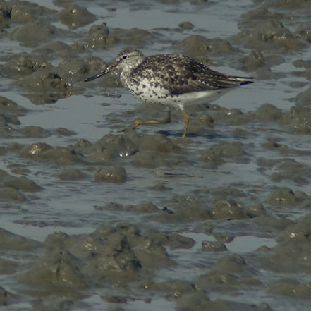 Hwaseong Wetlands FNS, May 10th-14th