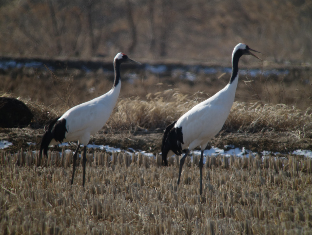redcrownedcrane_rs