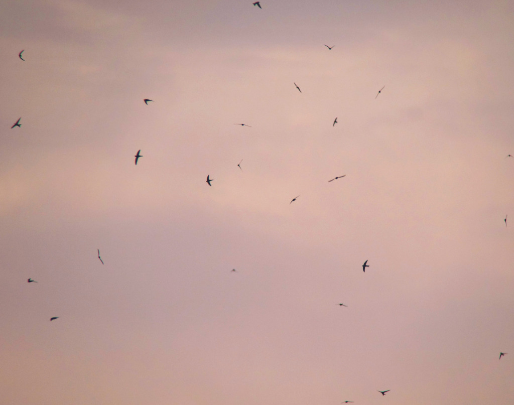 PacSwifts_May22_Baek_RS2