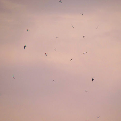 Common Swifts: From China to Africa and Back!
