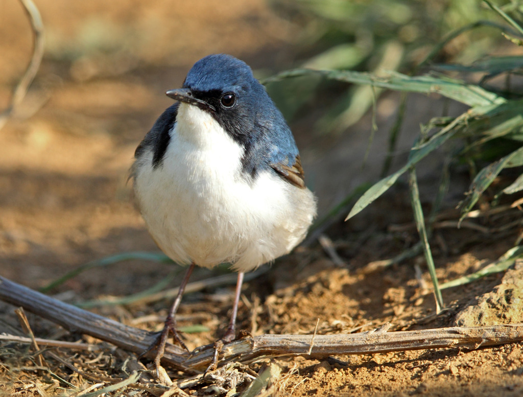 rdc 2nd sib blue AP9F8526