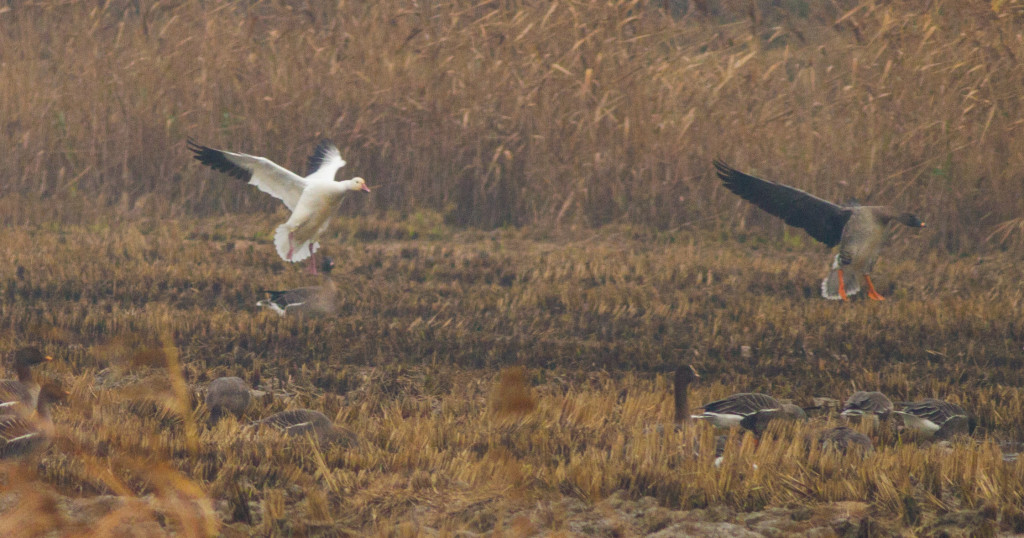 SnowGoose_01_SC (1 of 1)