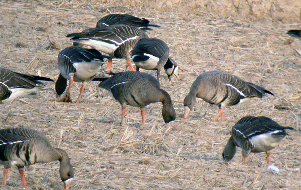 white-cheekedgoose_junam_feb2007_NM-RS2_DSCN5121