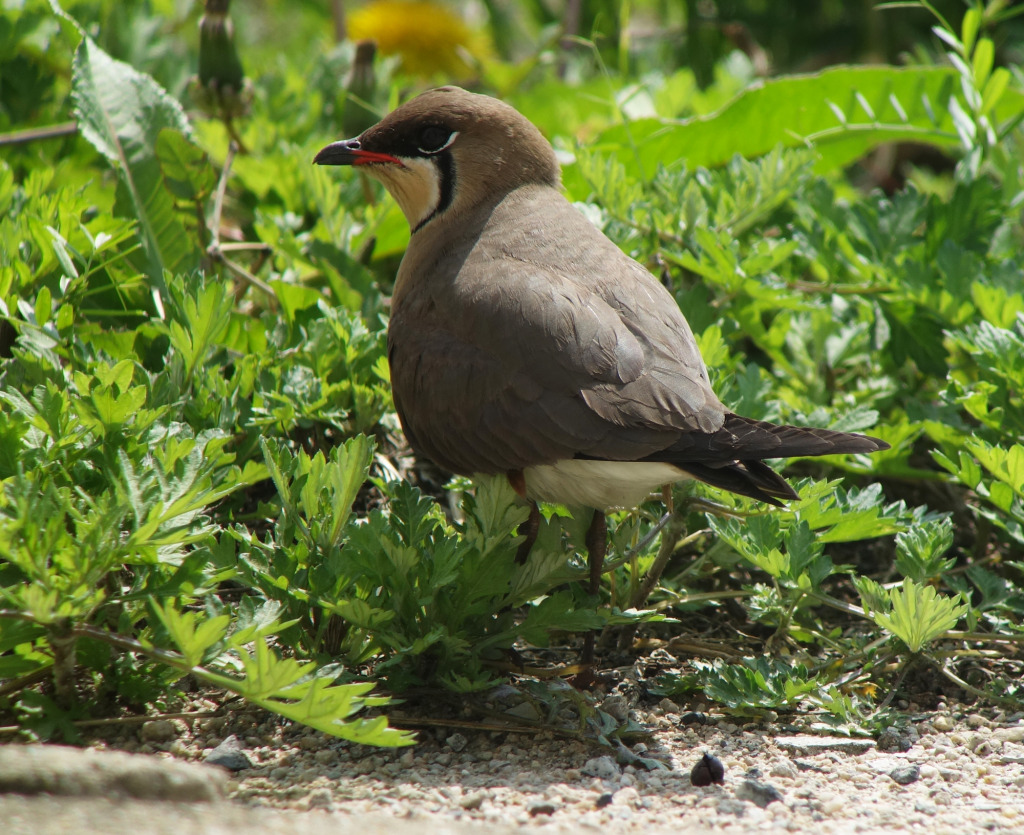 OrientalPratincole_RS_4