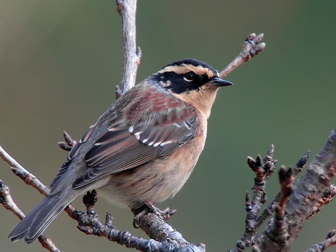 Siberian-Accentor_NM-dark-1