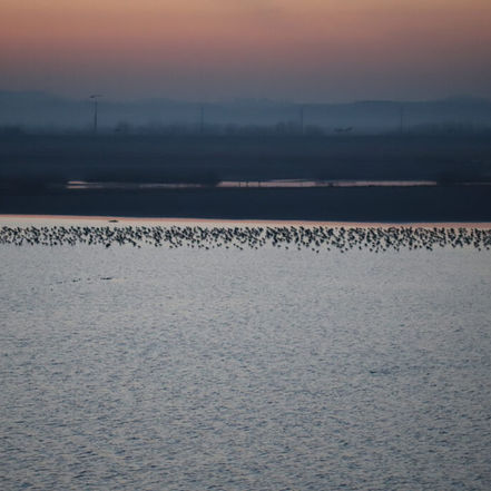 Asan Bay and Hwaseong Wetlands FNS: March 29-31