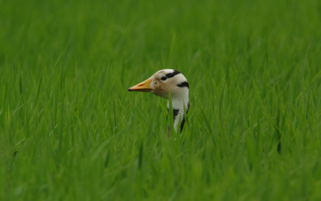 BH GOOSE_july_16_JL-001