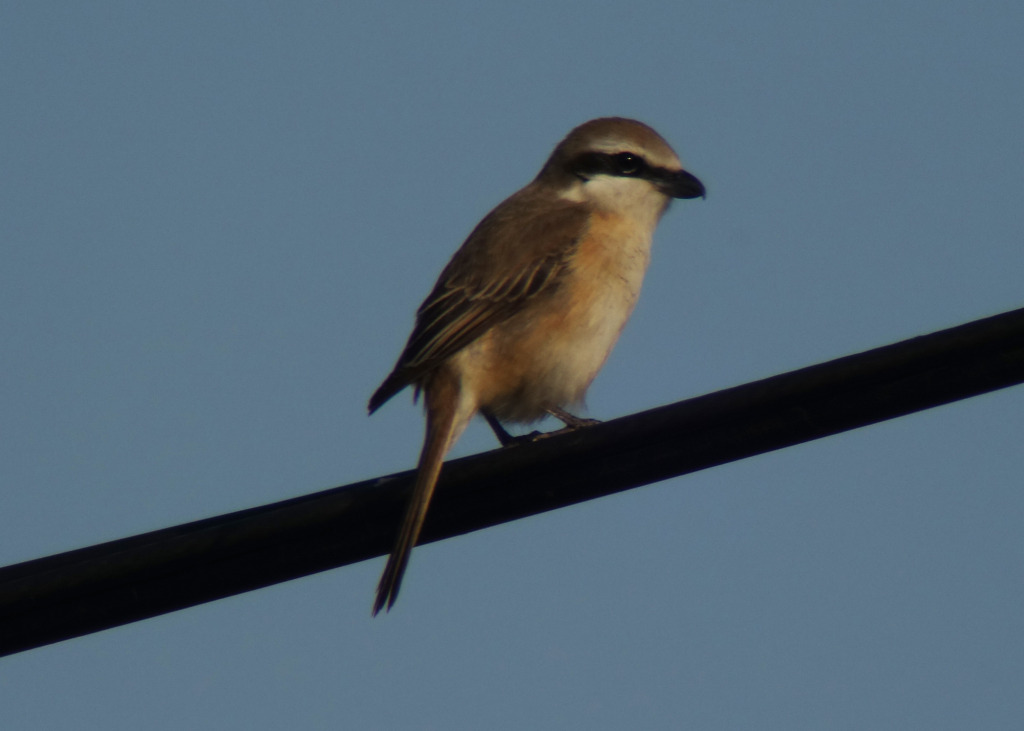 BrownShrike_2_May10_RS1