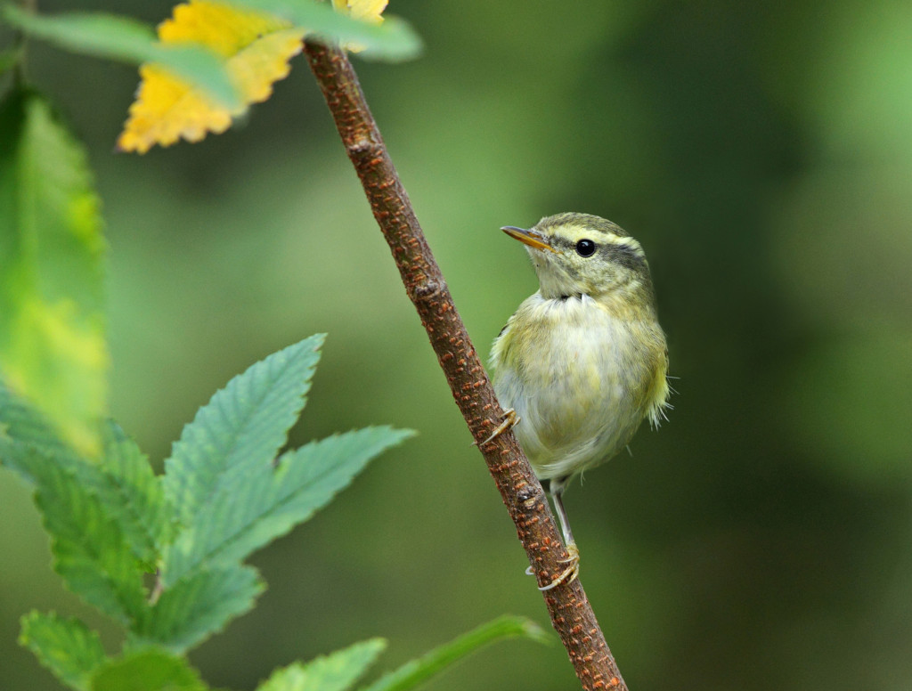 rdc yellow-browed AP9F9624