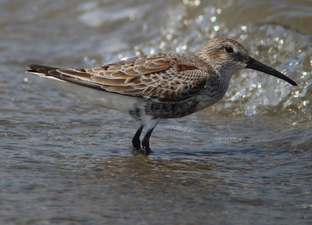Dunlin11_RS
