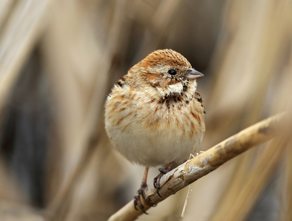 reed bunting AP9F9176