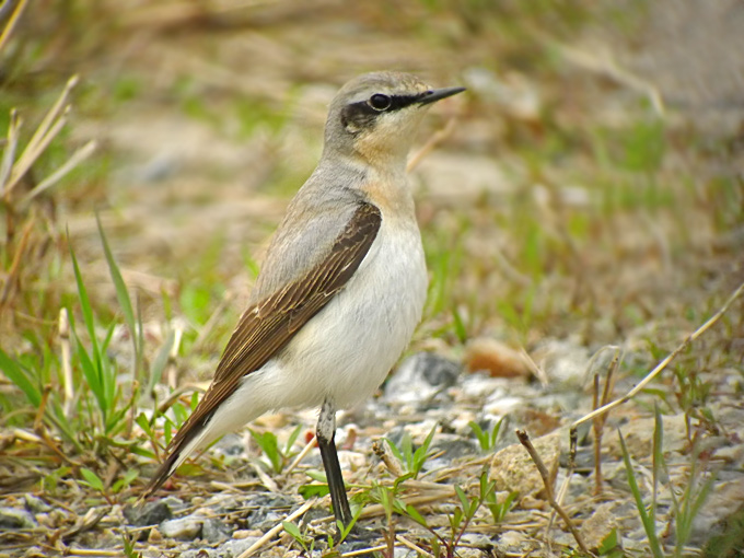 Northern-Wheatear_JPL-2