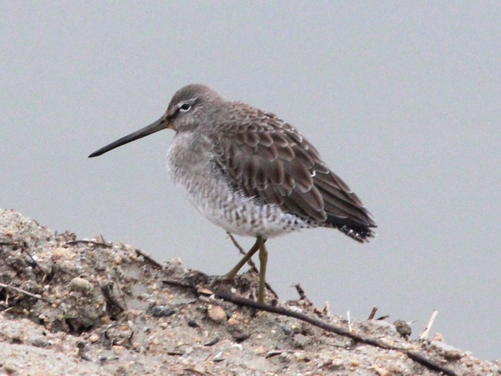 Dowitcher3_MP