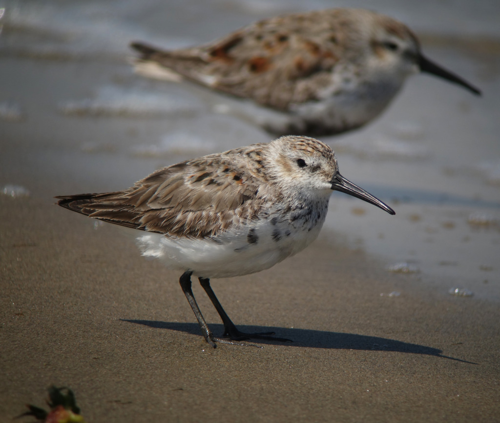 dunlin3_RS