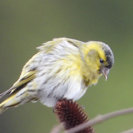 Passerines in Jeju-Do