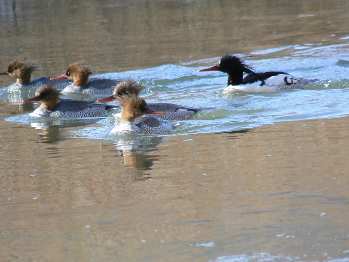 ad male and 5 females Kievka V1