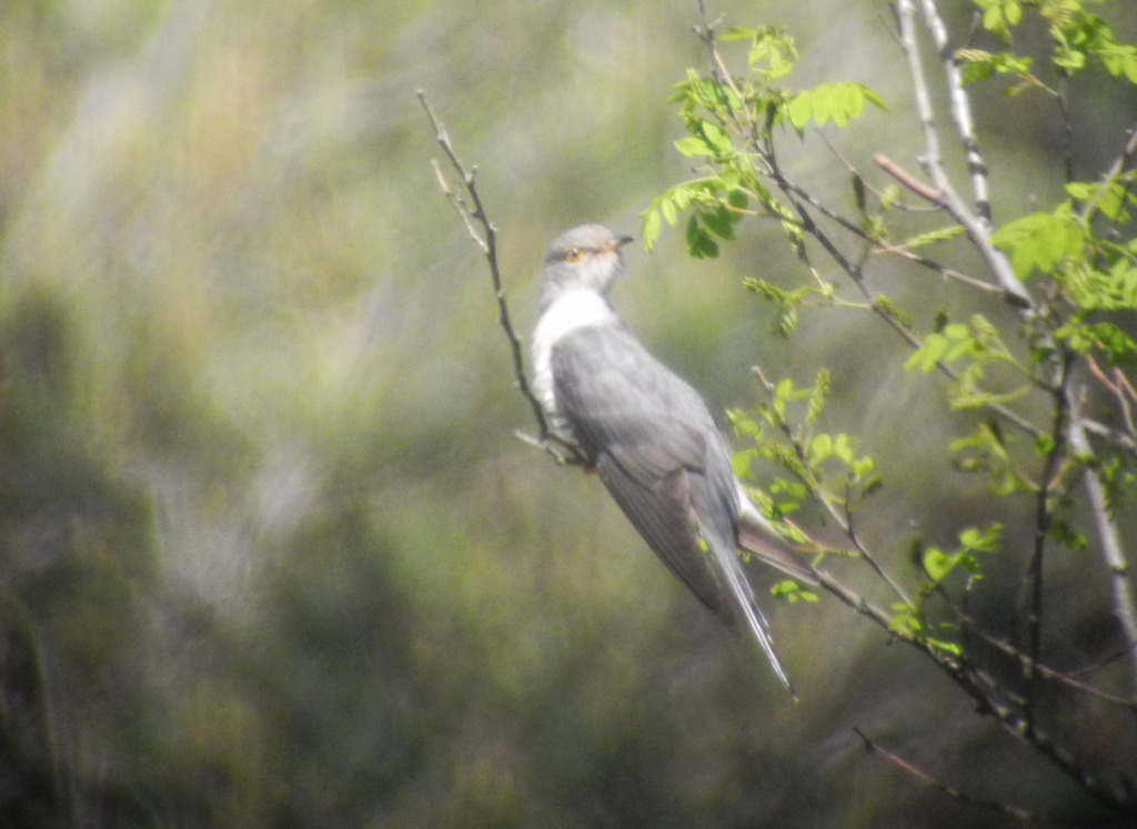 7-BarkingCuckooinsong_May28_2014_RS1_DSCN2171