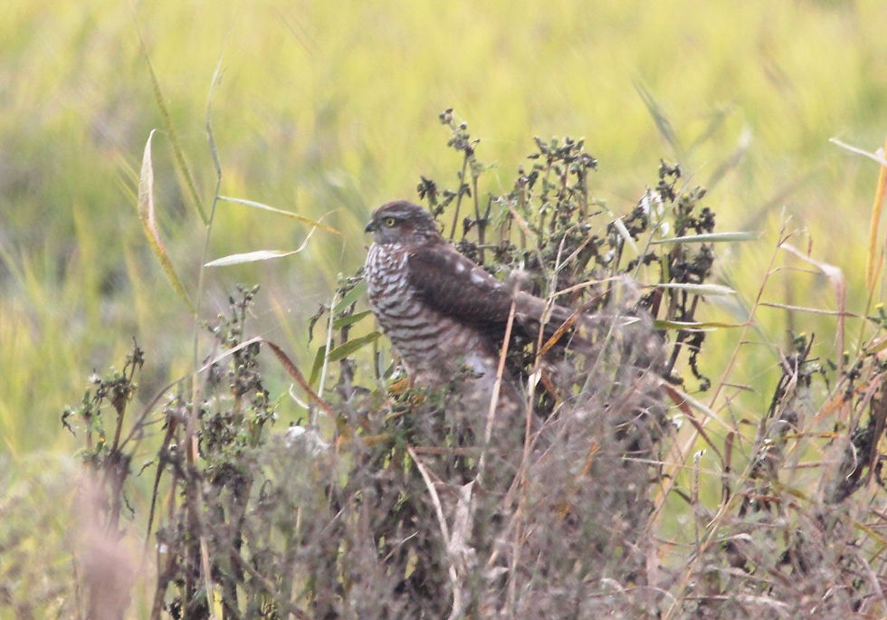 Eurasian Sparrowhawk Accipiter nisus © Matt Poll