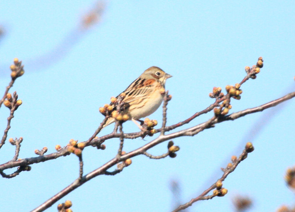 Chestnut-eared Bunting Emberiza fucata © Matt Poll