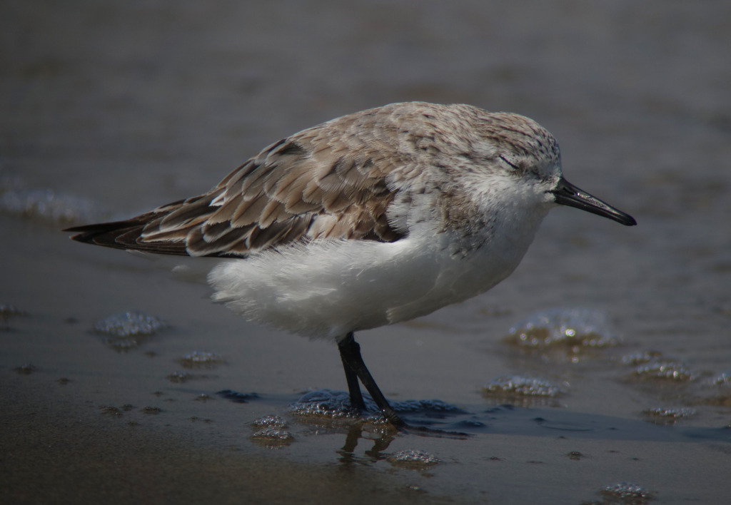 sanderling1_RS