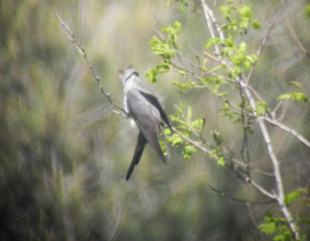 6-barkingcuckooinsong_May28_2014_RS3_DSCN2179