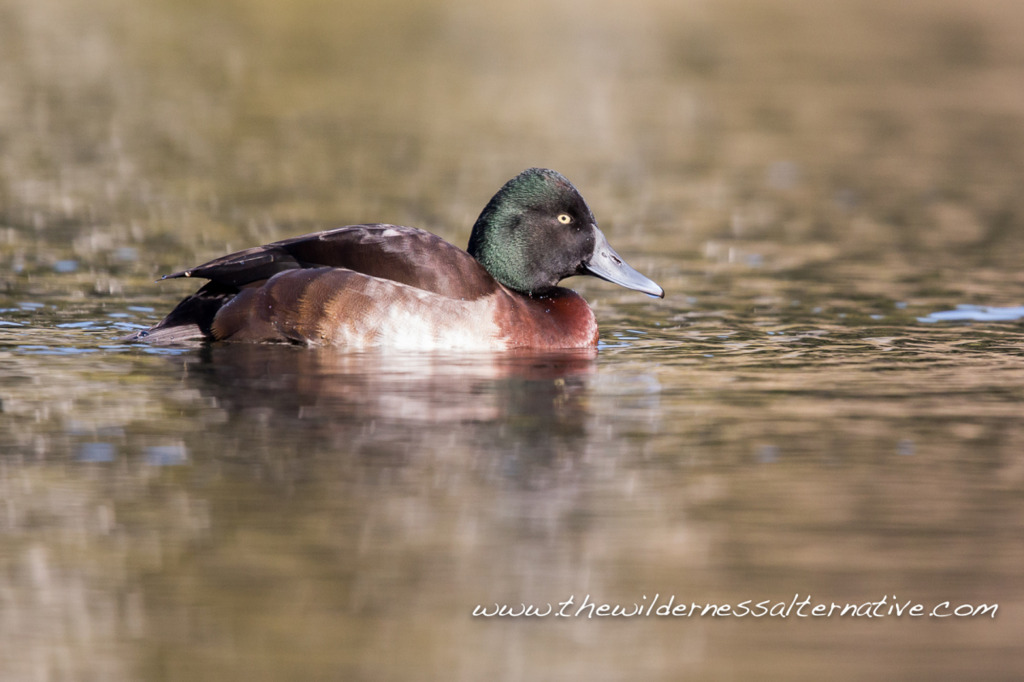 YM_rare-duck-RS3